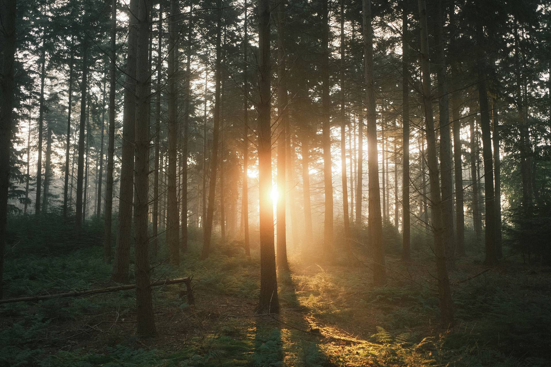 Есенна гора със слънчеви лъчи между дърветата – снимка: Ingmar, Unsplash