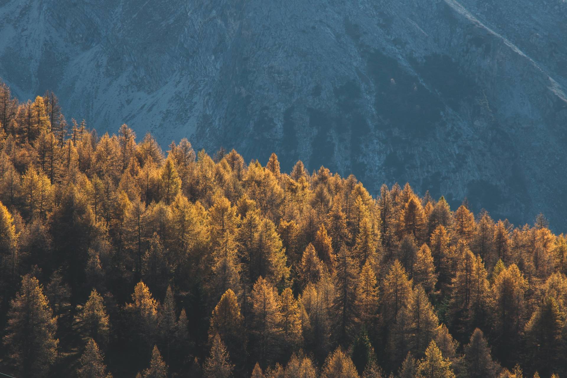 Есенна иглолистна гора в подножието на планина – снимка: Umberto, Unsplash