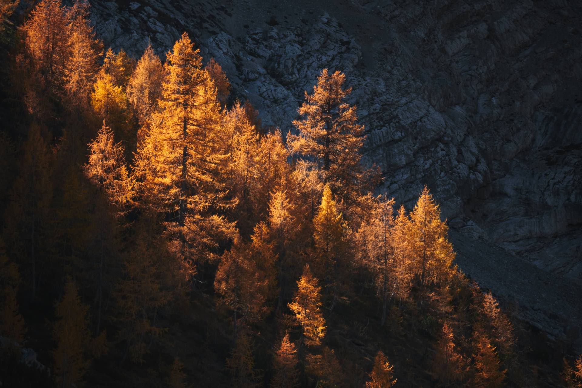 Есенни лиственици на скален склон – снимка: Luca Bravo, Unsplash