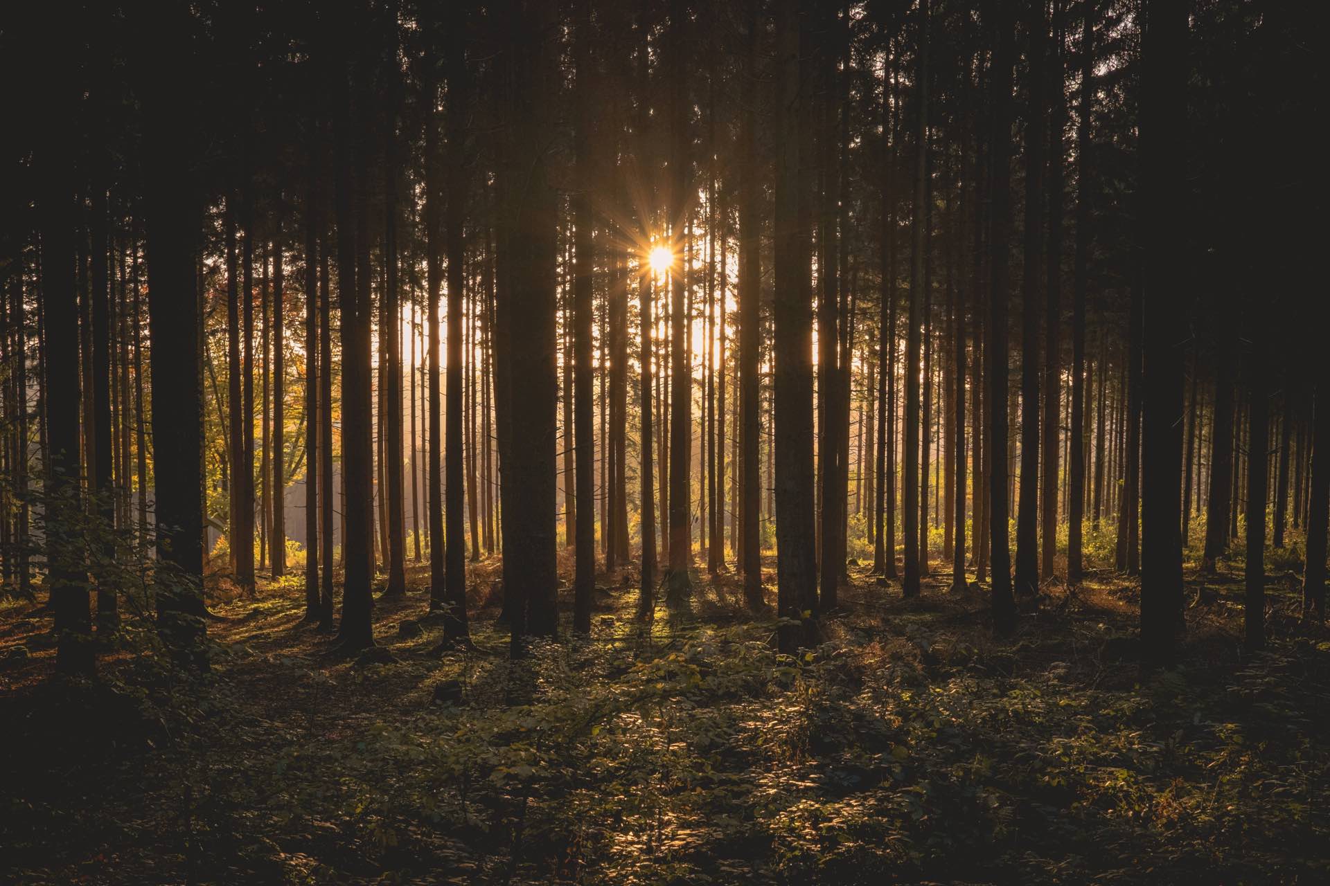 Гора на залез с лъчи между стволовете – снимка: Daniel Peters, Unsplash